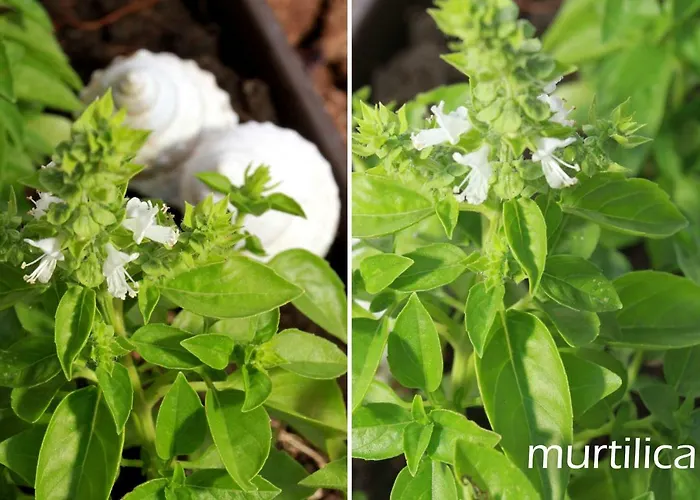 Apartman Murtilica *